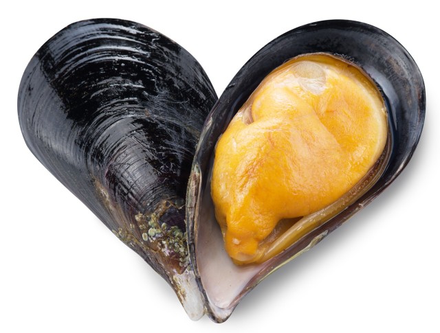 omułek jadalny /  mul