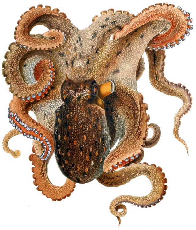 ośmiornica pospolita