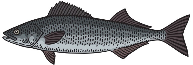 anoplopoma / dorszyk czarny