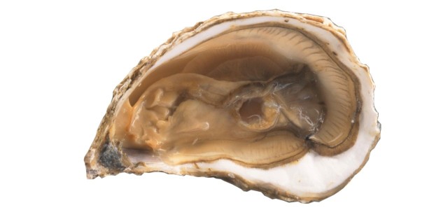 ostryga portugalska, ostryga skalna