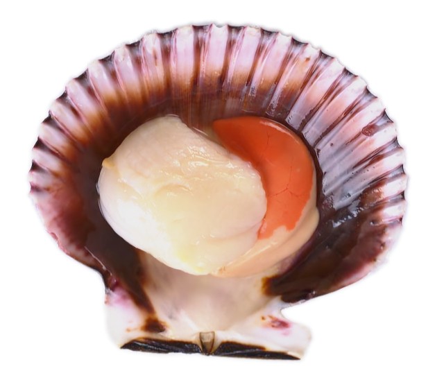 przegrzebek królowej