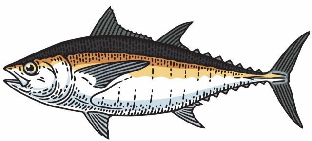 tuńczyk czarnopłetwy