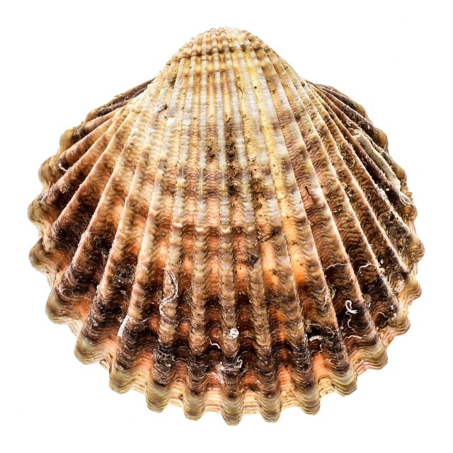 sercówka langostillo