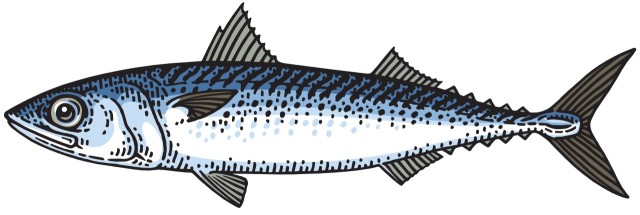 makrela australijska