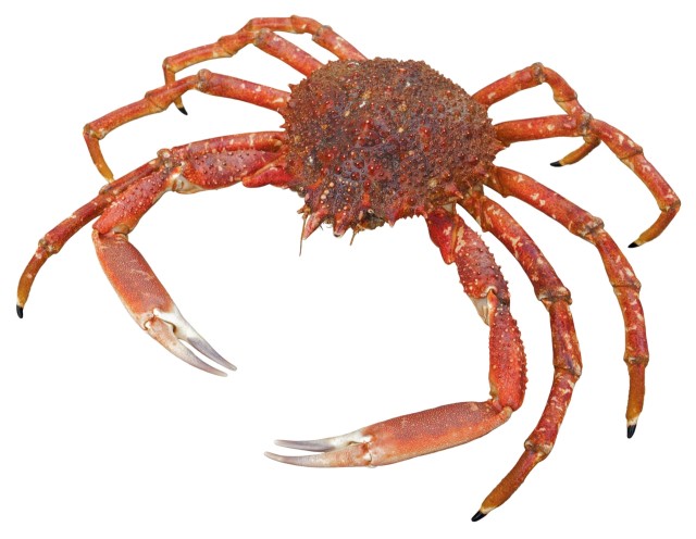 Wielki pająk morski