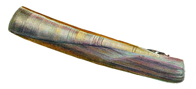 okładniczka mniejsza