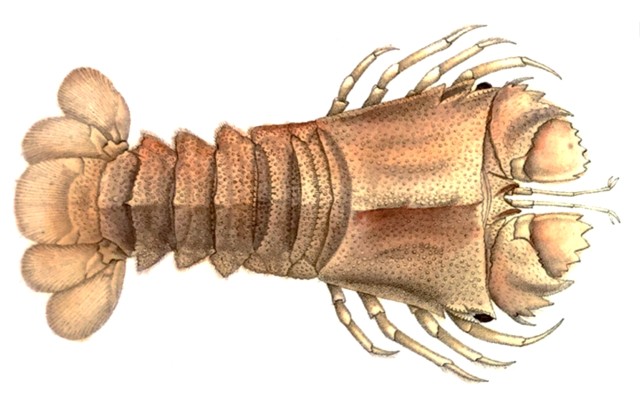 Łopaciarz szerokogłowy