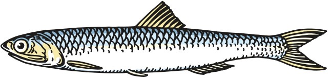 sardela europejska / chamsa