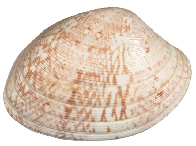 prążkowany małż dywanowy