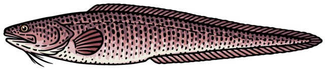 Miętus królewski / kinglip