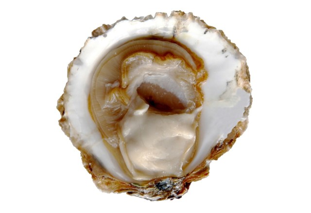 ostryga jadalna / ostryga płaska / ostryga europejska