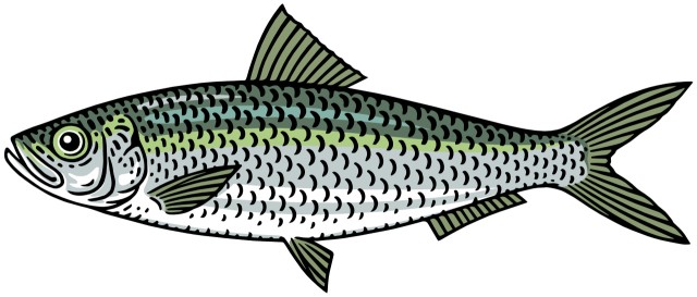 sardynela atlantycka / hiszpańska